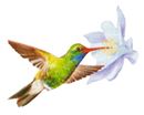 vedi nuova immagine:  IL VOLO DEL GRANDE COLIBRI'